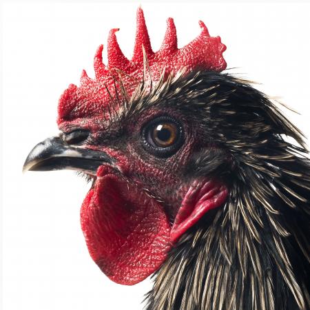 CCP Mechelse Cemani male © Koen Vanmechele