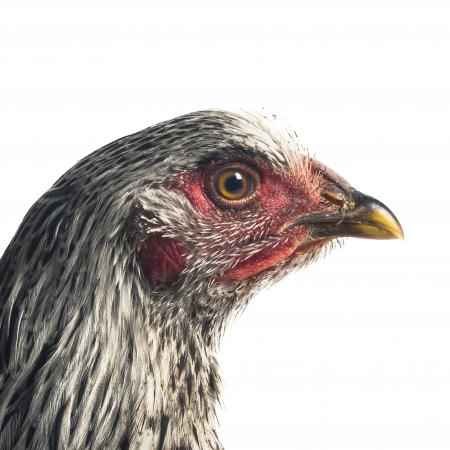 WYANDOTTE female © Koen Vanmechelen