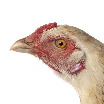 KVM_M.AS_02_0084_KOP.png