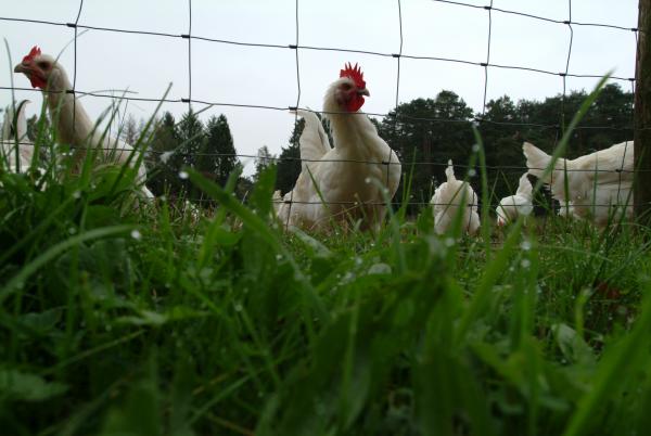 Poulet de Bresse