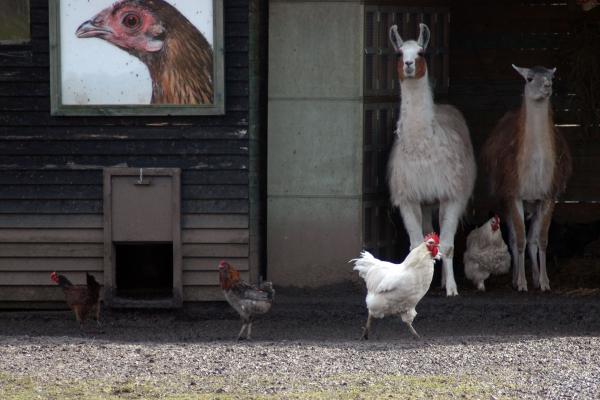 Meeuwen_Dieren_KerkhofsAlice