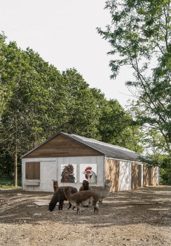 Cosmopolitan Culture Park, alpacas in front of their barn with portraits of the Planetary Community Chicken, LABIOMISTA, Genk (BE) © Koen Vanmechelen 2019 Photo by Jeroen Verrecht