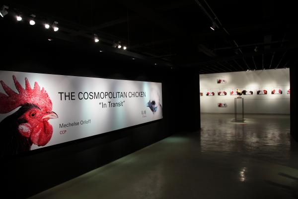 Expo, Cosmopolitan Chicken Project - 14th Generation: Mechelse Silkie, World Expo 2010 Shanghai, Zendai Museum of Modern Art, Shanghai (CN), 2010 © Koen Vanmechelen