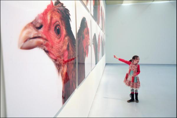 Cosmopolitan Chicken Project, The Chicken's Appeal, Nijmegen (NL), 2008 © Koen Vanmechelen