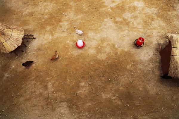 Installation view Planetary Community Chicken, National Gallery of Harare (ZW) © Koen Vanmechelen, 2016 Installation view Planetary Community Chicken, National Gallery of Harare (ZW) © Koen Vanmechelen, 2016