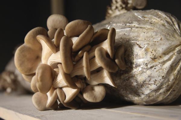 Mushroom, Egg, Chicken and Cameloid L.O.C.K. Mushroom, Egg, Chicken and Cameloid