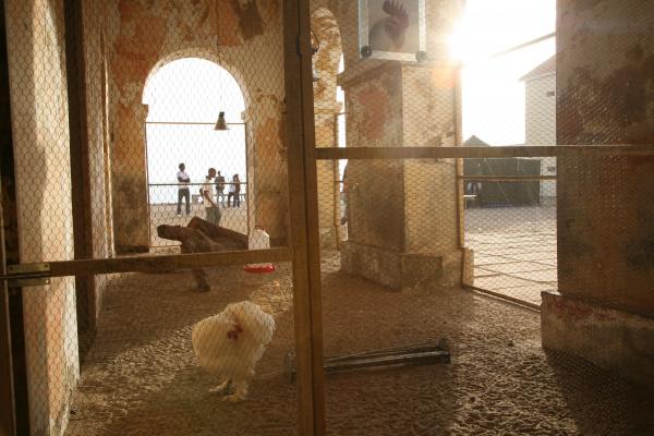 Expo, THE COSMOPOLITAN CHICKEN PROJECT - IN TRANSIT, ArtAids, Dakar, 2010 ( Senegal) © Koen Vanmechelen