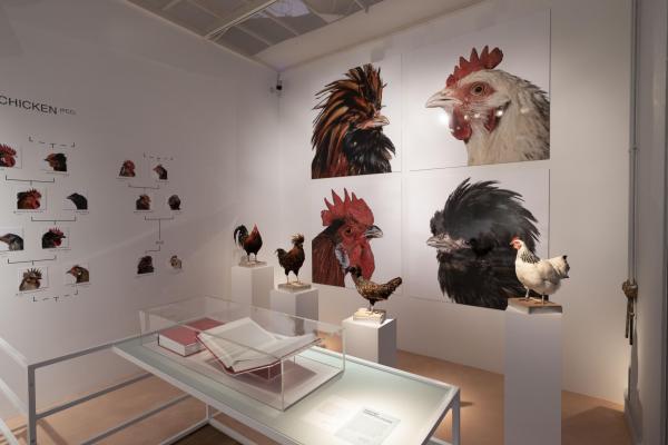 CCPPCC, Koen Vanmechelen, Victoria and Albert Museum, London (UK), 2019 koen-vanmechelen-planetary-community-chicken.-installation-image-at-food-bigger-than-the-plate-at-va-c-the-artist.-photo-victoria-and-albert-museum-london.jpg