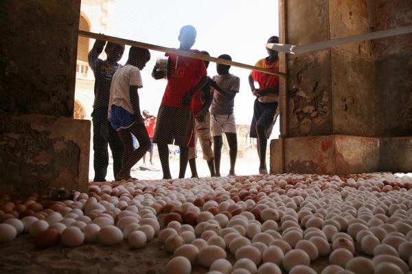 Expo, THE COSMOPOLITAN CHICKEN PROJECT - IN TRANSIT, ArtAids, Dakar, 2010 ( Senegal) © Koen Vanmechelen