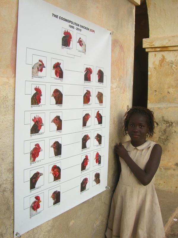 Expo, THE COSMOPOLITAN CHICKEN PROJECT - IN TRANSIT, ArtAids, Dakar, 2010 ( Senegal) © Koen Vanmechelen