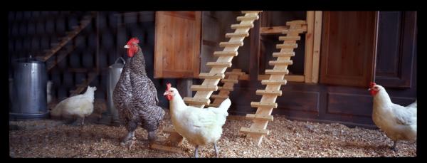 The Cosmopolitan Chicken, First Generation. Storm Centres Expo, The Cosmopolitan Chicken, First Generation. Storm Centres