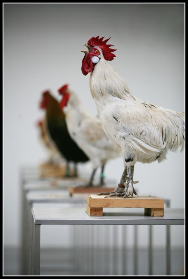 The Cosmopolitan Chicken Project / Ten generations, Deweer Art Gallery, Otegem, (B) Expo, The Cosmopolitan Chicken Project / Ten generations, Deweer Art Gallery, Otegem, (B)