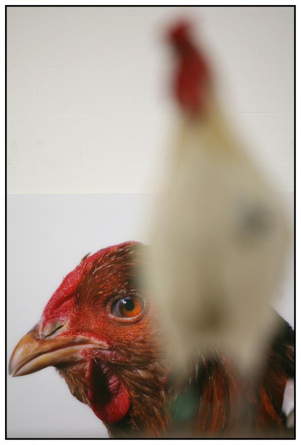 The Cosmopolitan Chicken Project / Ten generations, Deweer Art Gallery, Otegem, (B) Expo, The Cosmopolitan Chicken Project / Ten generations, Deweer Art Gallery, Otegem, (B)