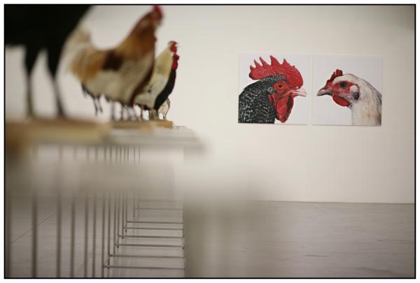 The Cosmopolitan Chicken Project / Ten generations, Deweer Art Gallery, Otegem, (B) Expo, The Cosmopolitan Chicken Project / Ten generations, Deweer Art Gallery, Otegem, (B)