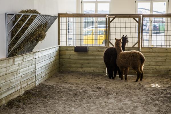 Awakener, Wilford X © Koen Vanmechelen, photo Alex Deyaert Awakener, Wilford X © Koen Vanmechelen, photo Alex Deyaert