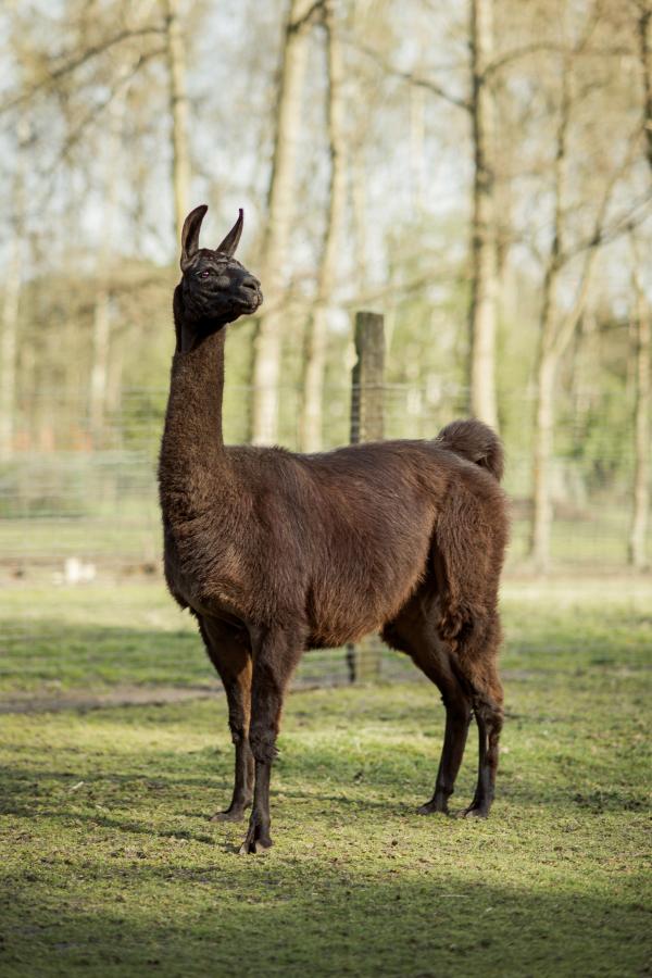 Llama Winter, foto Tim Coppens
