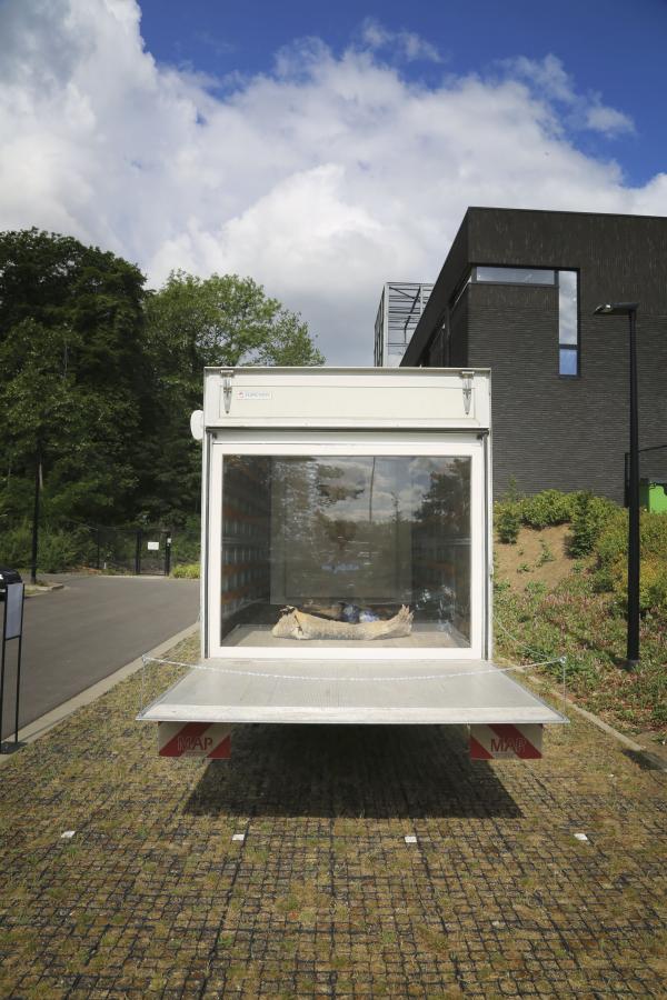 Evolution of a Hybrid © Koen Vanmechelen, 2020 Evolution of a Hybrid © Koen Vanmechelen, 2020