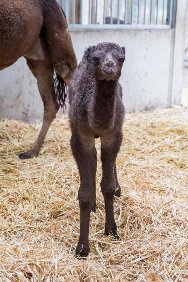 baby dromedaris, foto Karolien Deprez baby dromedaris, foto Karolien Deprez
