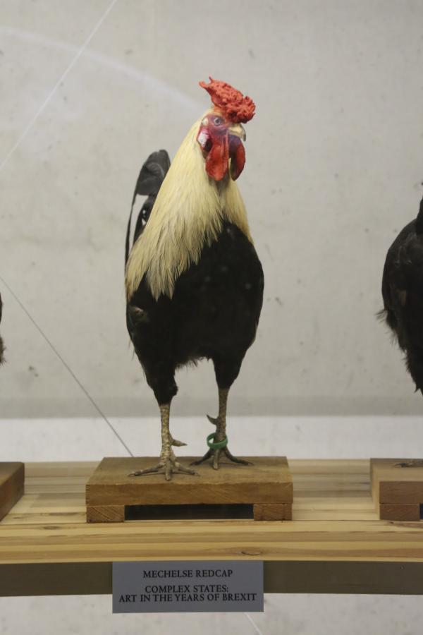 Mechelse Redcap © Koen Vanmechelen, photo Birgit Stulens Mechelse Redcap © Koen Vanmechelen, photo Birgit Stulens