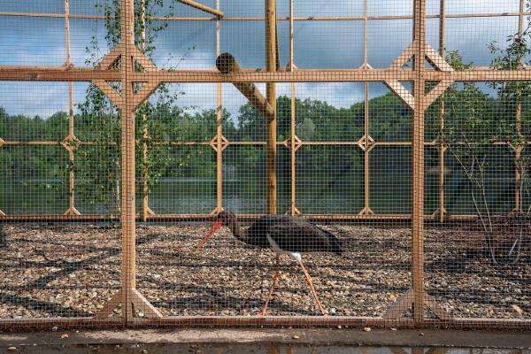 Black Stork Baby ©Koen Vanmechelen