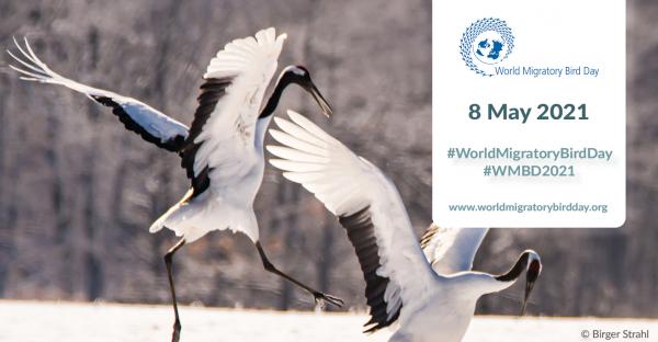 World Migratory Bird Day