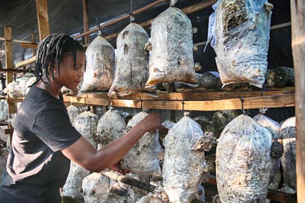 Chido Govera, mushroom farming, Zimbabwe