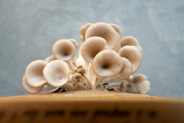 Cooking workshop, photo by Kris Vervaeke 