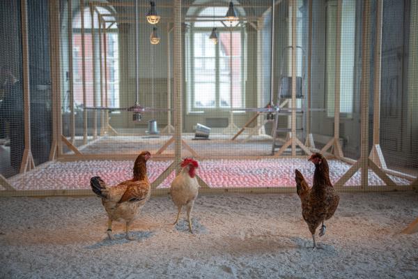 Cosmopolitan Chicken Project, Koen Vanmechelen 