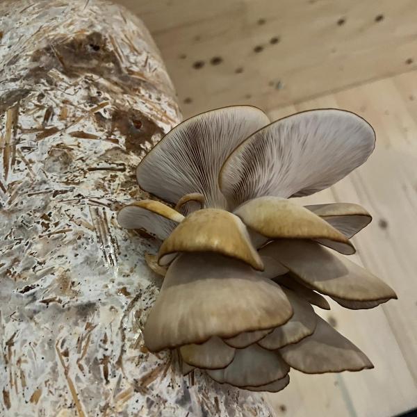 Mixed Menu Mushrooms
