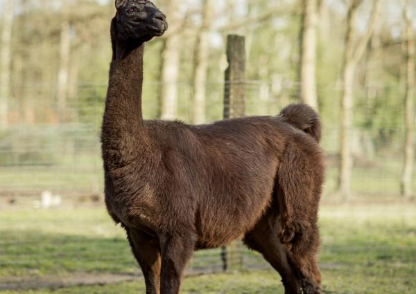 Llama Winter, foto Tim Coppens