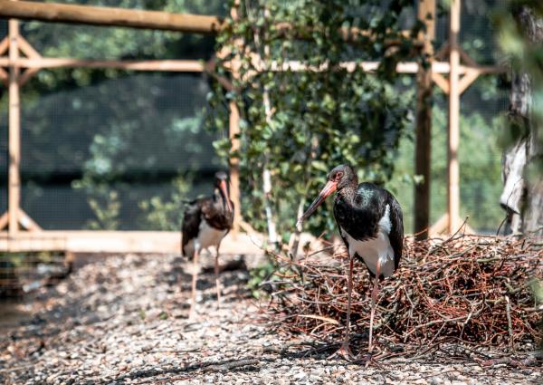 Black Stork Baby © Koen Vanmechelen, photo by Boumediene