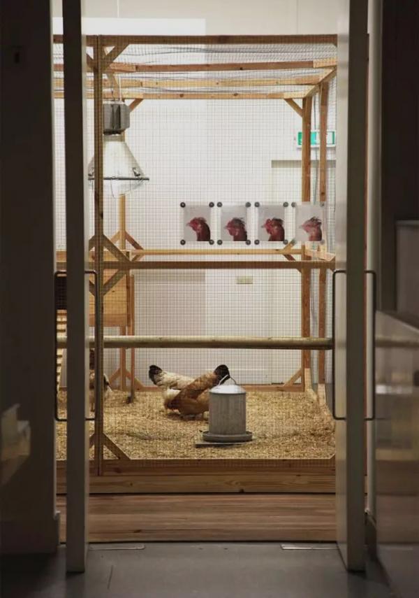 COSMOPOLITAN CHICKEN PROJECT
