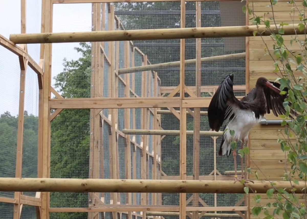 BLACK STORK BABY - THE BATTERY CHANNEL